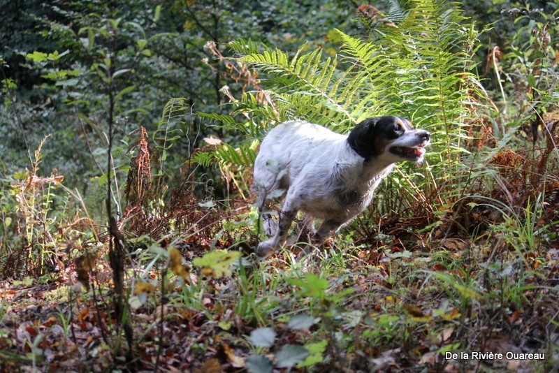 Maya De l'aigle de meaux