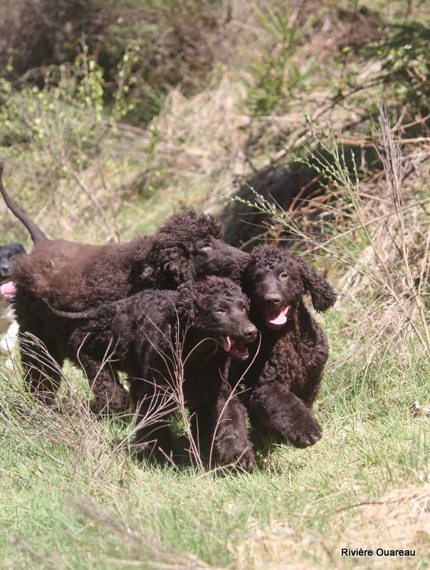 chiot Chien d'eau irlandais De La Rivière Ouareau