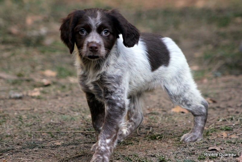 De La Rivière Ouareau - Chiot disponible  - Epagneul Breton