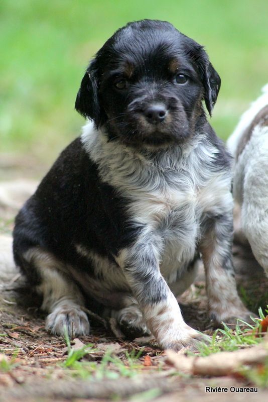 De La Rivière Ouareau - Chiot disponible  - Epagneul Breton