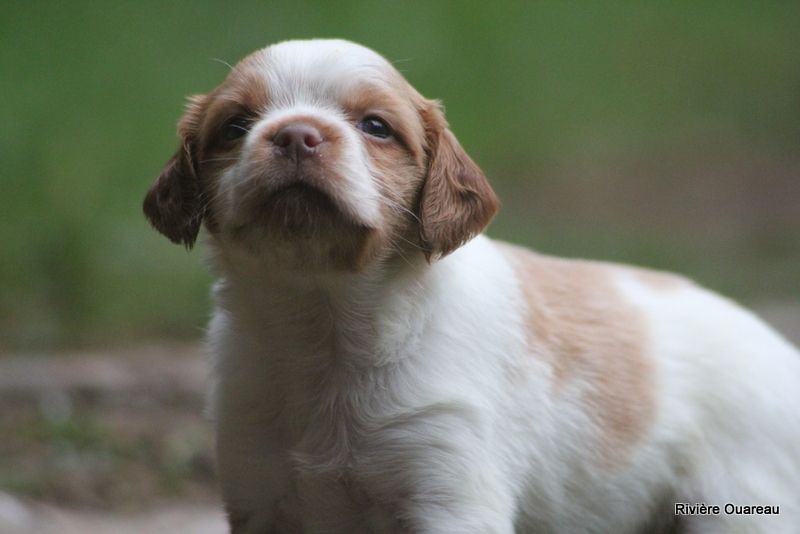 De La Rivière Ouareau - Chiot disponible  - Epagneul Breton