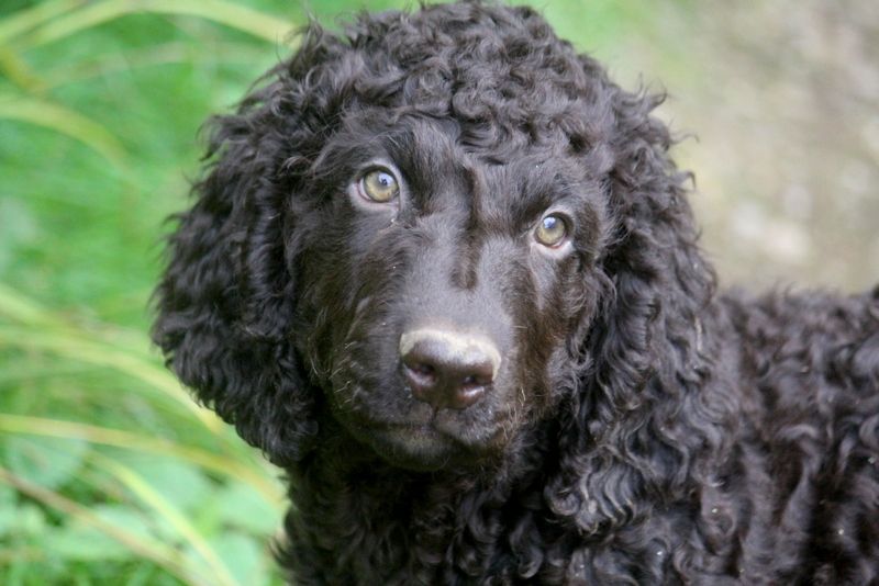 chiot Chien d'eau irlandais De La Rivière Ouareau