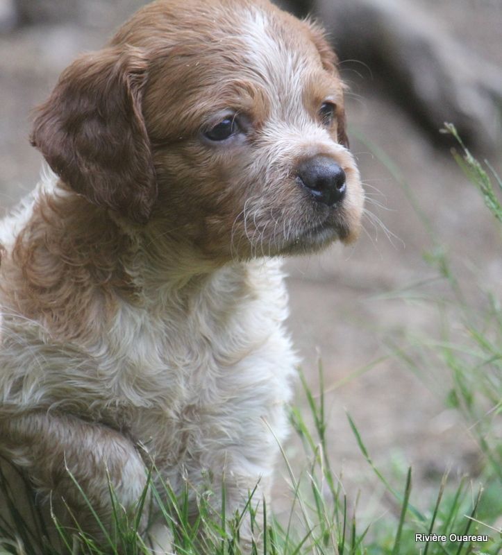 chiot Epagneul Breton De La Rivière Ouareau