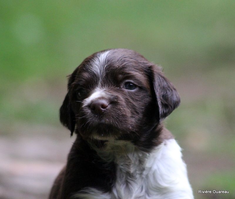 chiot Epagneul Breton De La Rivière Ouareau