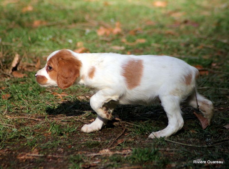 chiot Epagneul Breton De La Rivière Ouareau