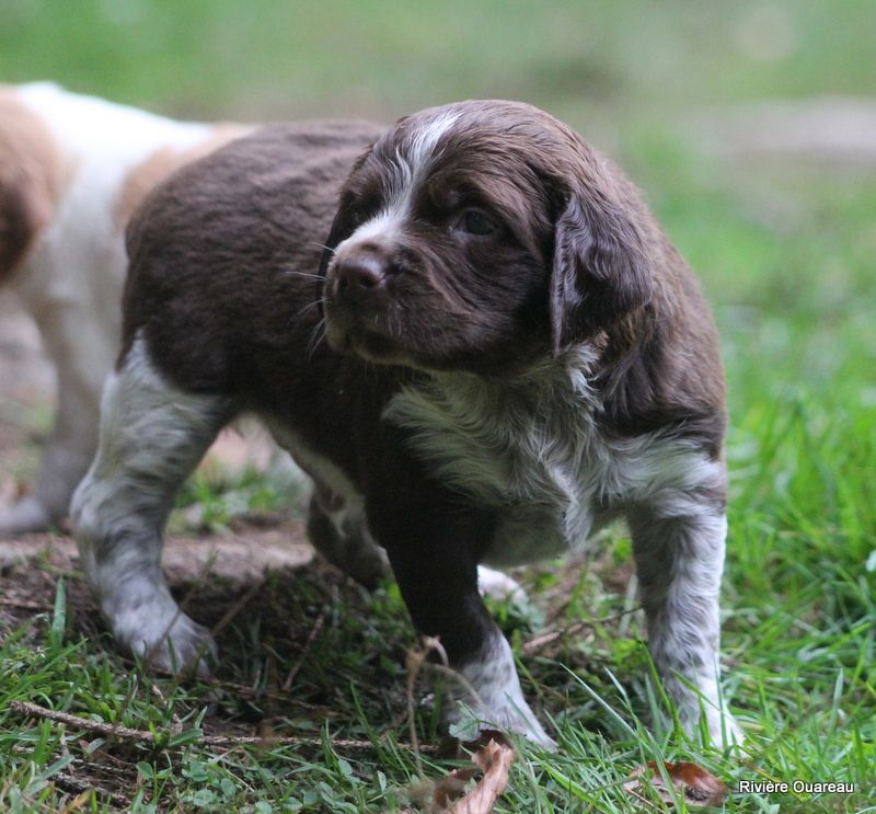 De La Rivière Ouareau - Chiot disponible  - Epagneul Breton