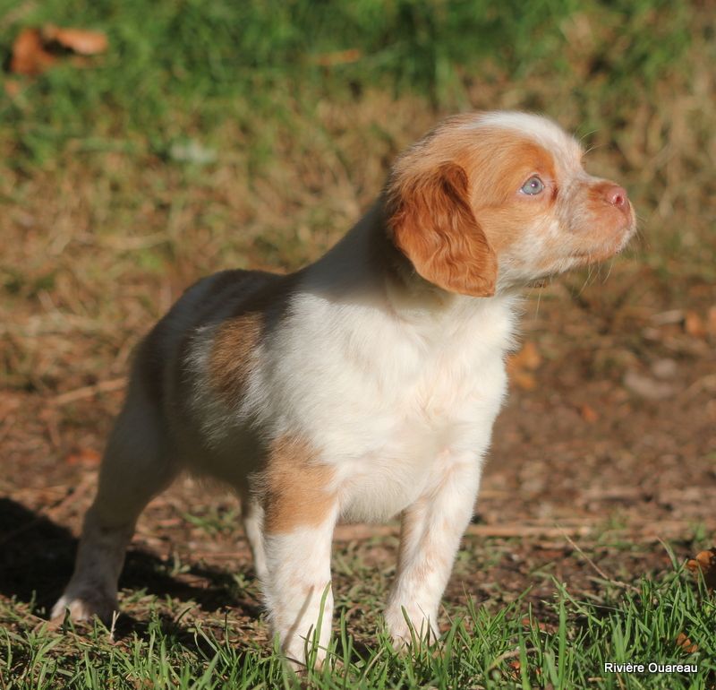 De La Rivière Ouareau - Chiot disponible  - Epagneul Breton