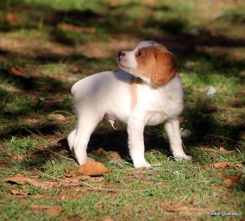 De La Rivière Ouareau - Chiot disponible  - Epagneul Breton