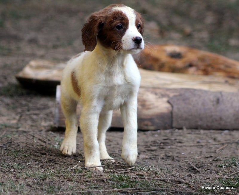 De La Rivière Ouareau - Chiot disponible  - Epagneul Breton