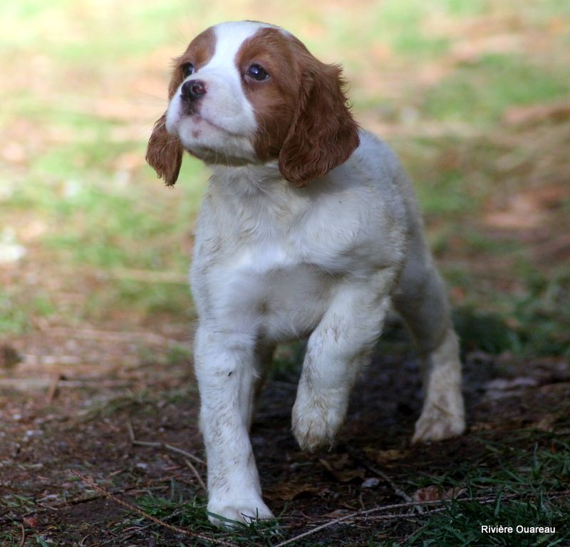 De La Rivière Ouareau - Chiot disponible  - Epagneul Breton