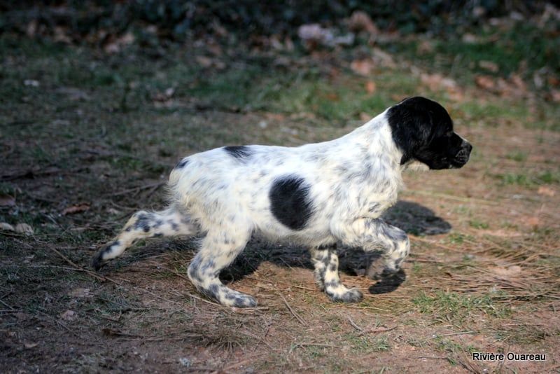 De La Rivière Ouareau - Chiot disponible  - Epagneul Breton