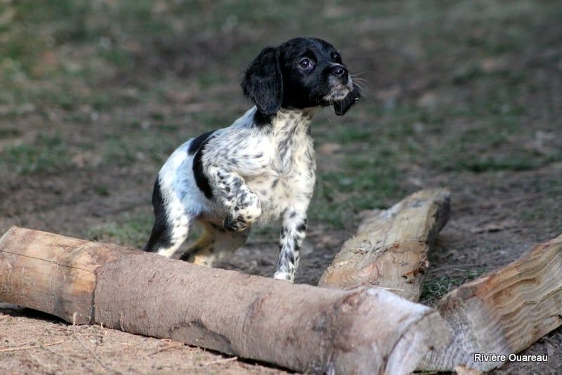 De La Rivière Ouareau - Chiot disponible  - Epagneul Breton