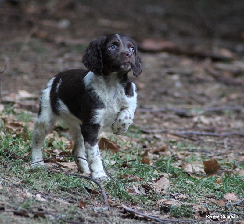 De La Rivière Ouareau - Chiot disponible  - Epagneul Breton