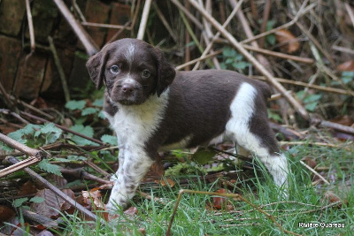 MALE MARRON