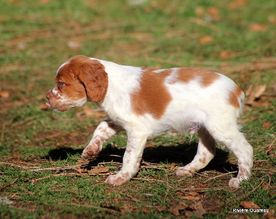 male orange et blanc