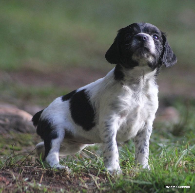 CHIOT 11 FEMELLE NOIRE 