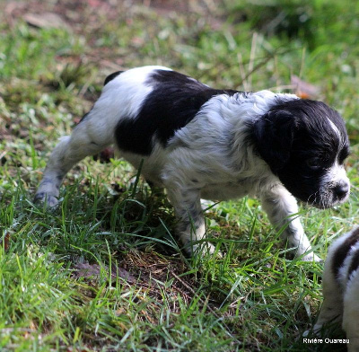 CHIOT 3 MALE NOIR ET BLANC