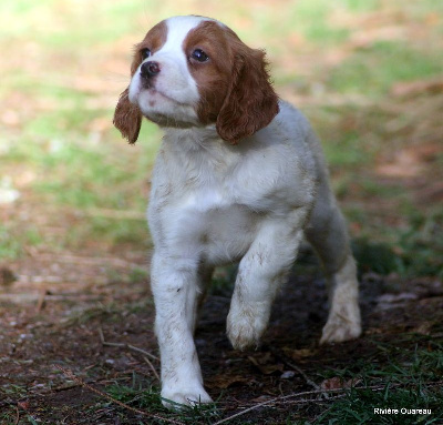 CHIOT 10 FEMELLE ORANGE