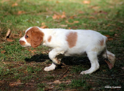 CHIOT 9 FEMELLE ORANGE