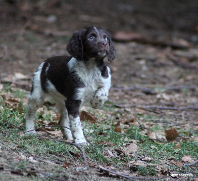 CHIOT 6 femelle marron 