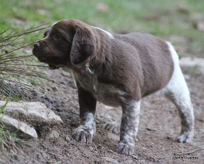 MALE MARRON