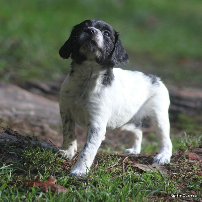 CHIOT 8 FEMELLE NOIRE ET BLANCHE 