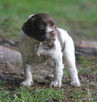 CHIOT 7 femelle Marron 