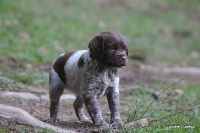 FEMELLE MARRON