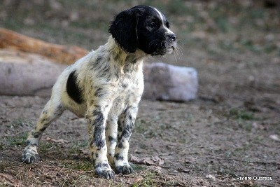 CHIOT 8 FEMELLE NOIRE ET BLANCHE 