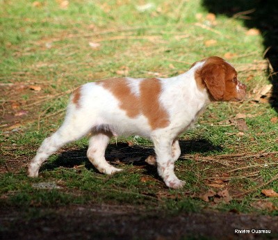 male orange et blanc