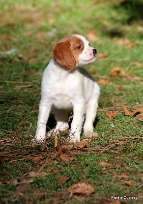 CHIOT 5 MALE ORANGE