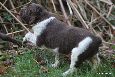 MALE MARRON