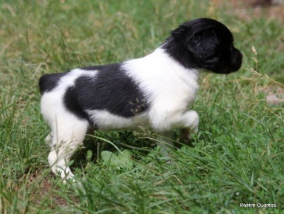 male Tricolore