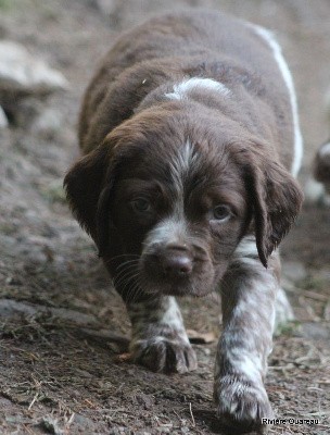 MALE MARRON