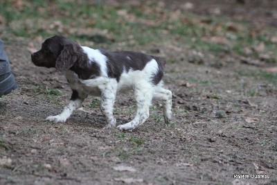 CHIOT 6 femelle marron 