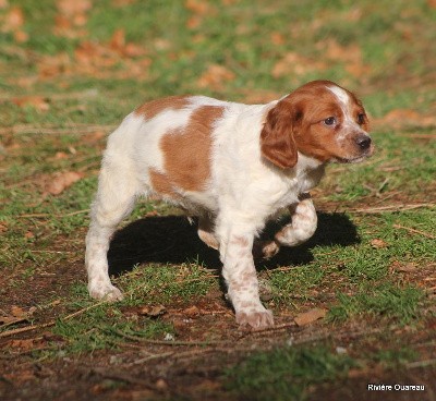 CHIOT 2 mâle orange 