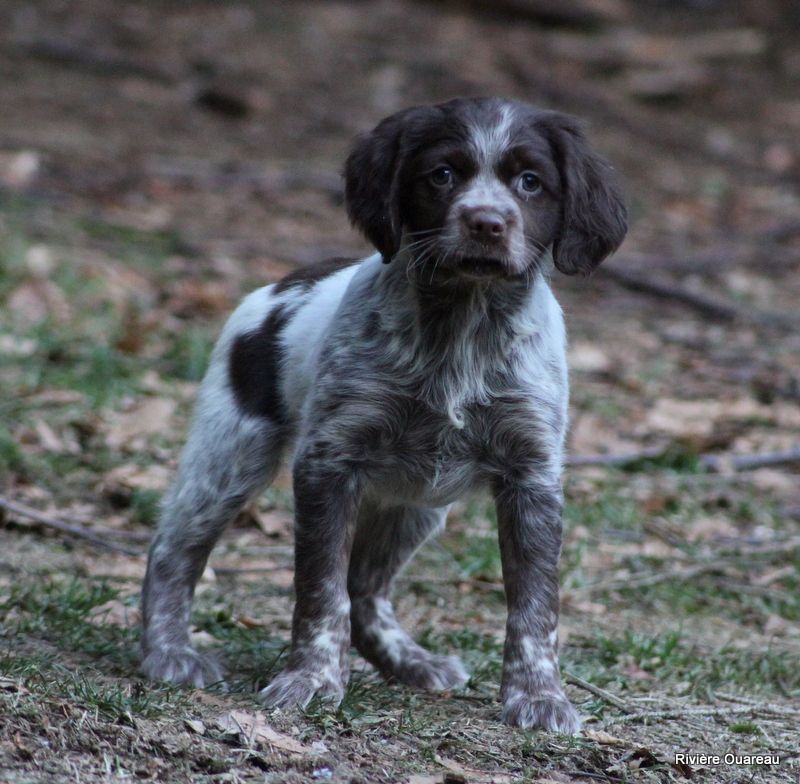 chiot Epagneul Breton De La Rivière Ouareau