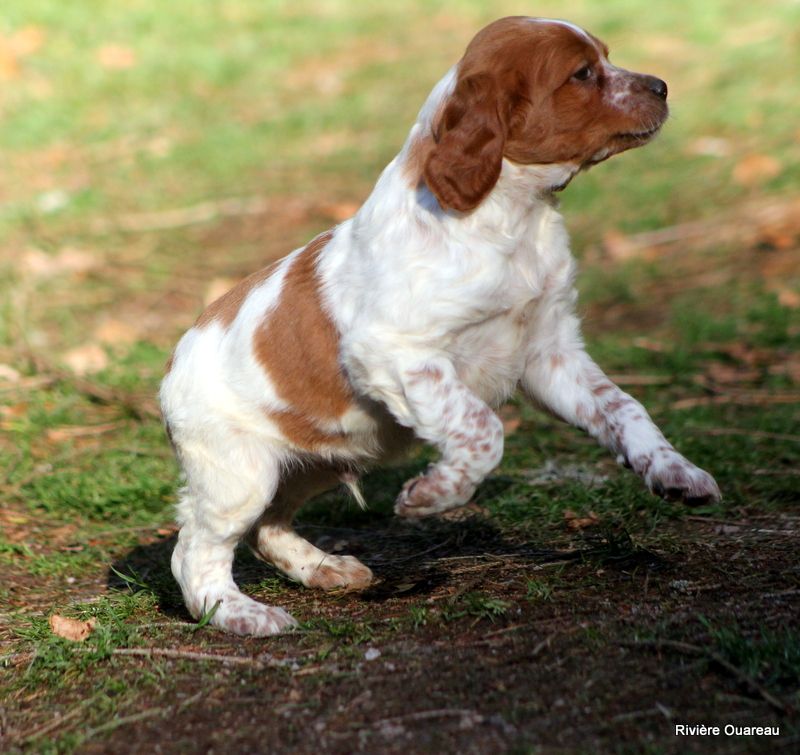 De La Rivière Ouareau - Chiot disponible  - Epagneul Breton