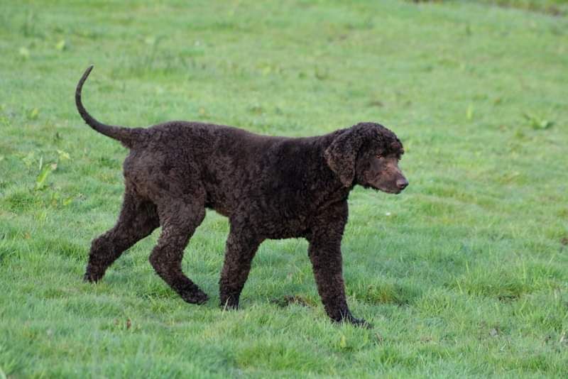 Niall dit ned of chasdubh