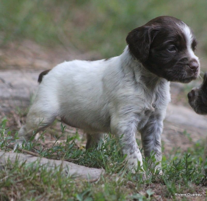 De La Rivière Ouareau - Chiots disponibles - Epagneul Breton