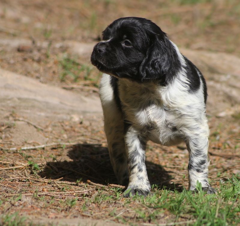 Chiot Epagneul Breton De La Rivière Ouareau