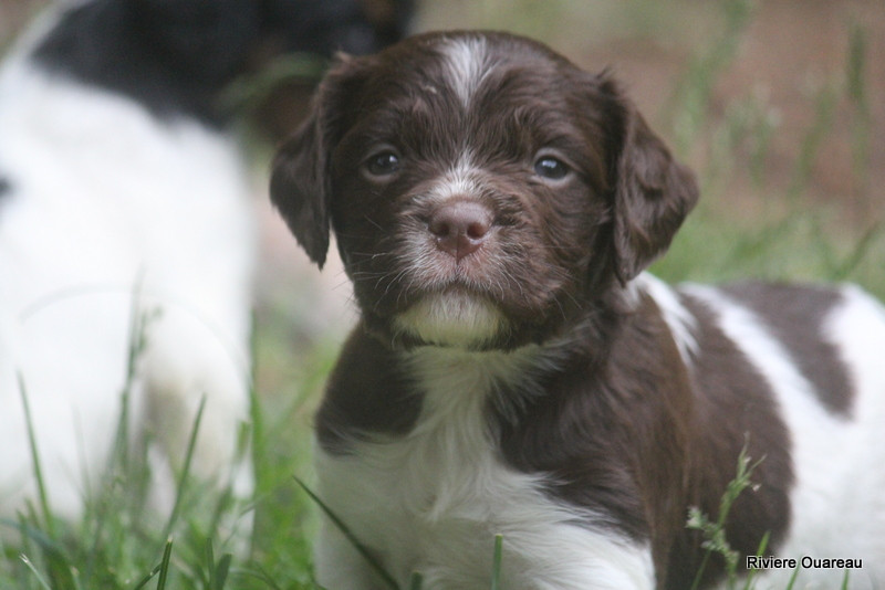 De La Rivière Ouareau - Chiots disponibles - Epagneul Breton