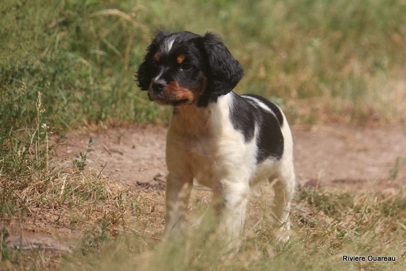 De La Rivière Ouareau - Chiots disponibles - Epagneul Breton