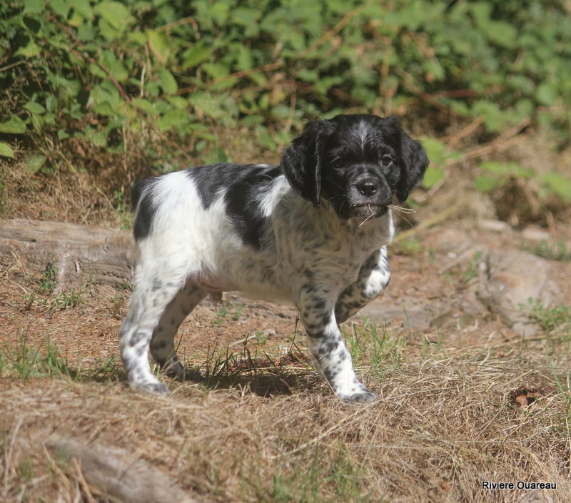 Chiot Epagneul Breton De La Rivière Ouareau