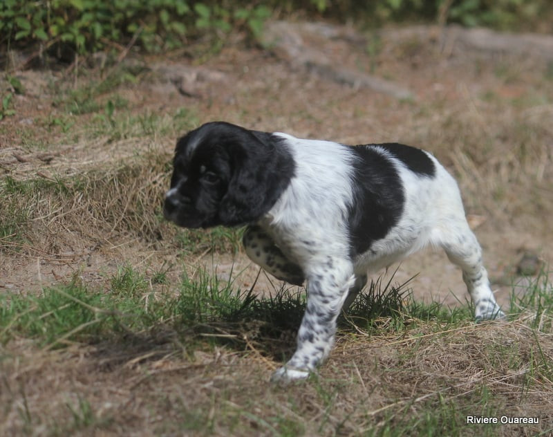 De La Rivière Ouareau - Chiots disponibles - Epagneul Breton