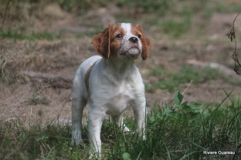 De La Rivière Ouareau - Chiots disponibles - Epagneul Breton