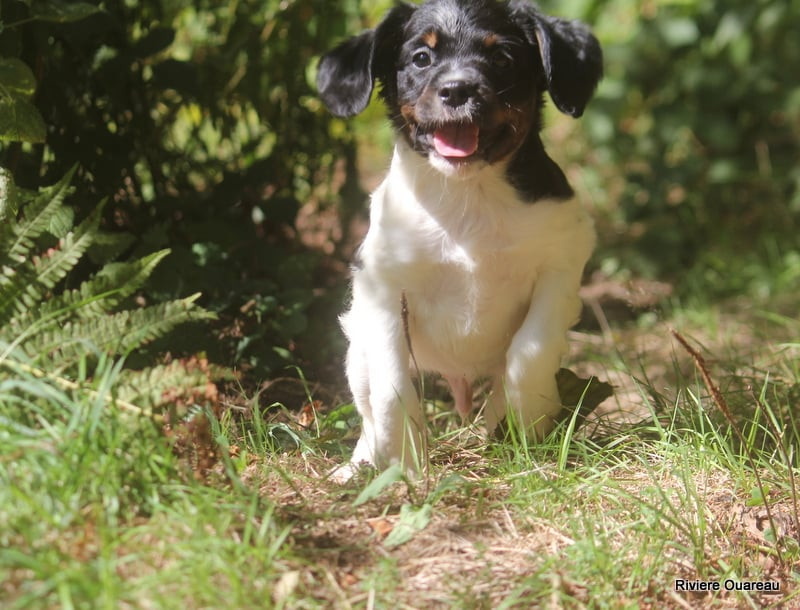 De La Rivière Ouareau - Chiots disponibles - Epagneul Breton