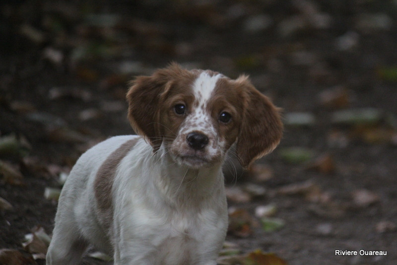 De La Rivière Ouareau - Chiots disponibles - Epagneul Breton