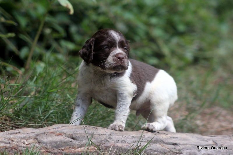 De La Rivière Ouareau - Chiots disponibles - Epagneul Breton