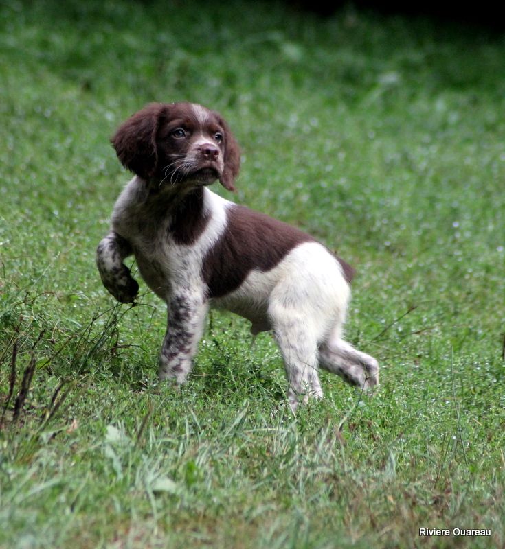 De La Rivière Ouareau - Chiots disponibles - Epagneul Breton